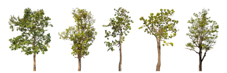 Collection high qaulity tree has been cut from the original background and replaced with a transparent background for easy selection.