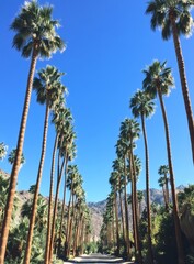Palm tree lined road leading to mountains under a clear blue sky.
