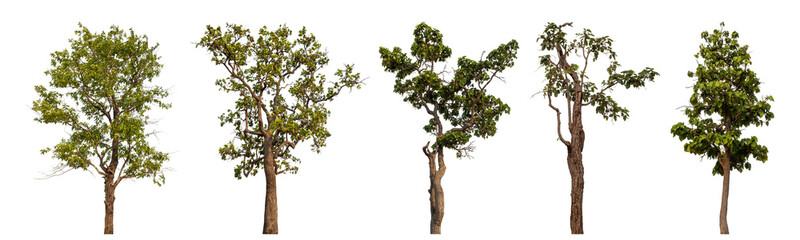 Collection high qaulity tree has been cut from the original background and replaced with a transparent background for easy selection.