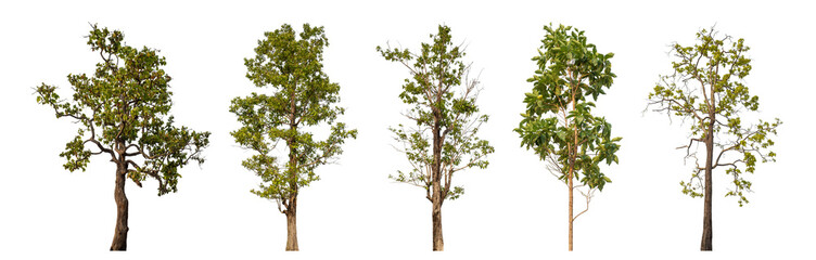 Collection high qaulity tree has been cut from the original background and replaced with a transparent background for easy selection.