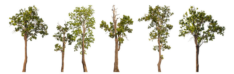 Collection high qaulity tree has been cut from the original background and replaced with a transparent background for easy selection.