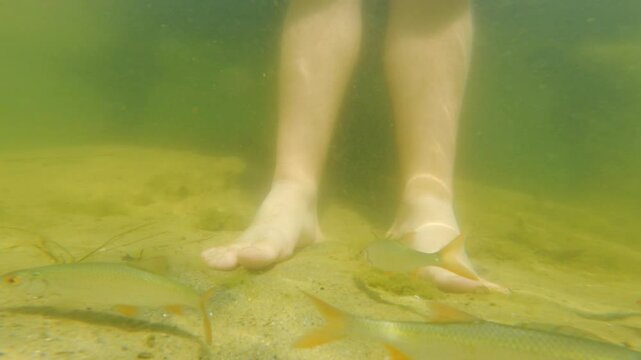 Underwater view of man legs in clear lake surrounded by small freshwater fish