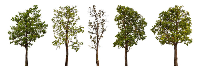 Collection high qaulity tree has been cut from the original background and replaced with a transparent background for easy selection.