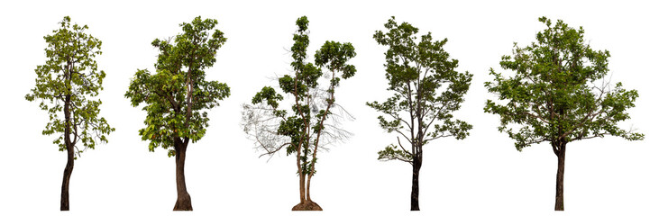 Collection high qaulity tree has been cut from the original background and replaced with a transparent background for easy selection.