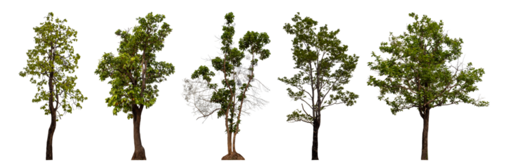 Collection high qaulity tree has been cut from the original background and replaced with a transparent background for easy selection.