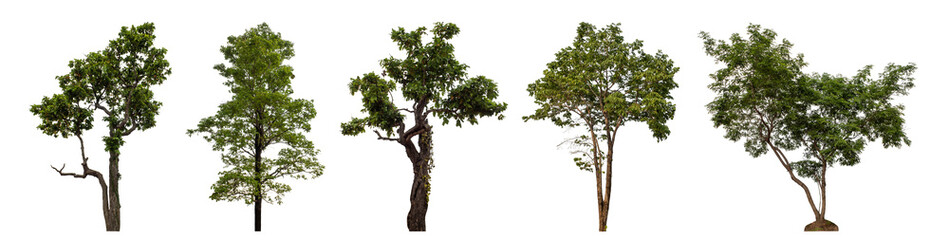 Collection high qaulity tree has been cut from the original background and replaced with a transparent background for easy selection.