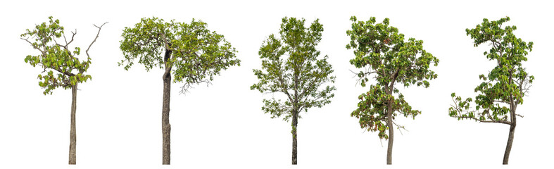 Obraz premium Collection high qaulity green tree has been cut from the original background and replaced with a transparent background for easy selection.