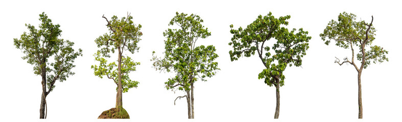 Collection high qaulity green tree has been cut from the original background and replaced with a transparent background for easy selection.