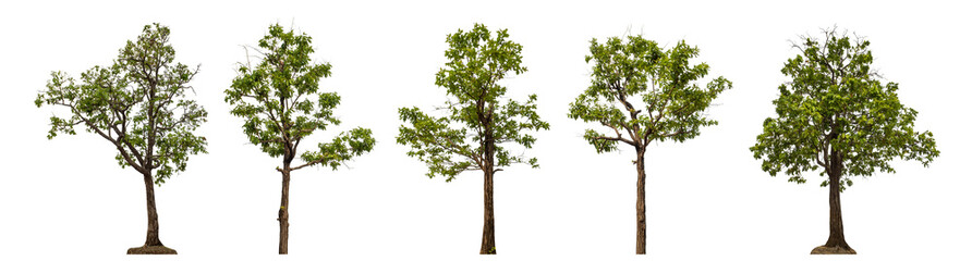 Collection high qaulity green tree has been cut from the original background and replaced with a transparent background for easy selection.