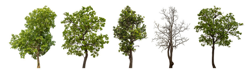 Collection high qaulity tree has been cut from the original background and replaced with a transparent background for easy selection.
