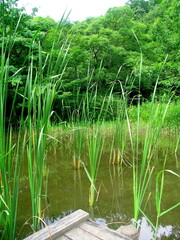 ヒメガマの茂る初夏の水辺風景