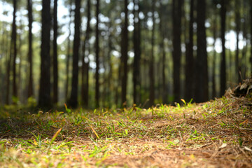 Scattered leaves and grass on the forest floor with soft sunlight streaming through the trees