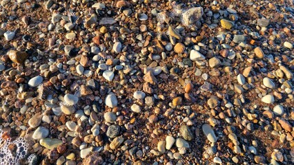 Detailed Coastal Textures of Rocks and Shells