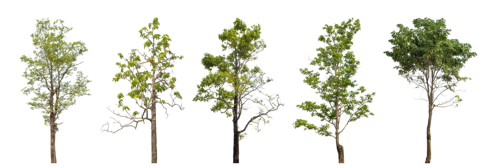 Collection high qaulity green tree has been cut from the original background and replaced with a transparent background for easy selection.