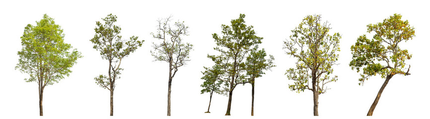 Collection high qaulity tree has been cut from the original background and replaced with a transparent background for easy selection.