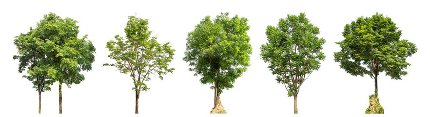 Collection high qaulity green tree has been cut from the original background and replaced with a transparent background for easy selection.