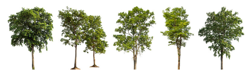 Fototapeta premium Collection high qaulity green tree has been cut from the original background and replaced with a transparent background for easy selection.