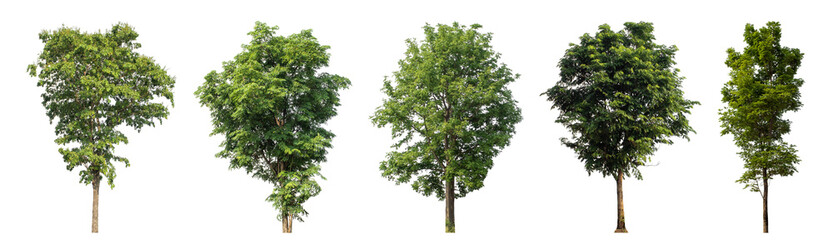 Obraz premium Collection high qaulity green tree has been cut from the original background and replaced with a transparent background for easy selection.