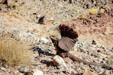 A frilled lizard displaying its frill in a defensive posture, camouflaged against a rocky desert terrain.