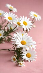 Obraz premium Delicate white daisies decorating a soft pink surface, celebration, petals, decorate, table, lovely