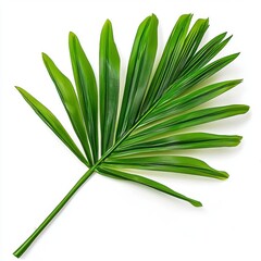 Fototapeta premium A vibrant green palm leaf with elongated, fan-shaped fronds, showcasing a fresh, natural appearance against a white background.