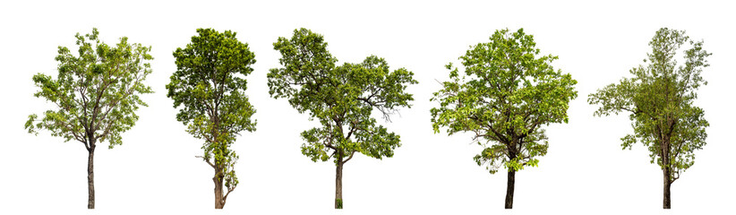 Collection high qaulity green tree has been cut from the original background and replaced with a...