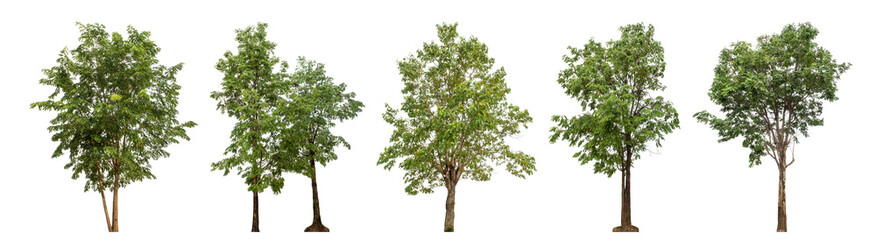 Obraz premium Collection high qaulity green tree has been cut from the original background and replaced with a transparent background for easy selection.