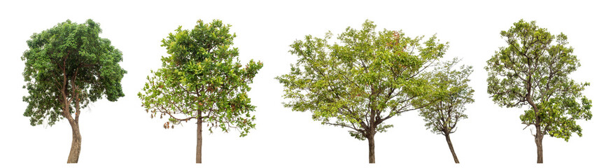 Collection high qaulity green tree has been cut from the original background and replaced with a transparent background for easy selection.