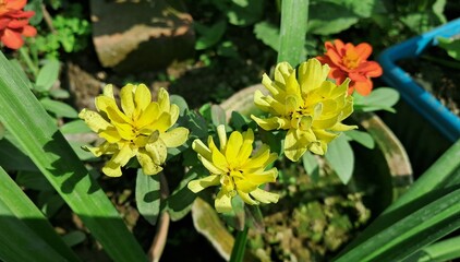 Yellow Common Zinnia Flowers Blooming on Green Leaves Background