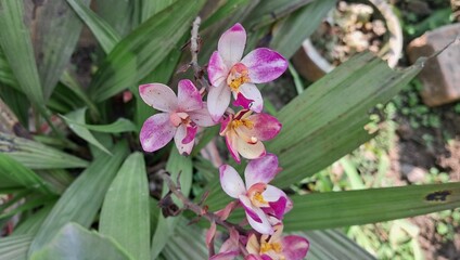 Philippine ground orchid Flowers Bloom on Green Leaves Background