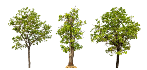 Collection high qaulity green tree has been cut from the original background and replaced with a transparent background for easy selection.