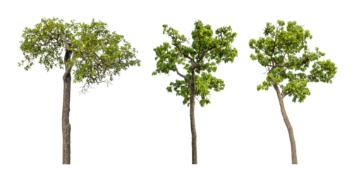Collection high qaulity green tree has been cut from the original background and replaced with a transparent background for easy selection.