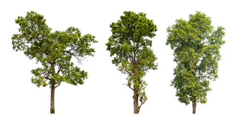 Collection high qaulity green tree has been cut from the original background and replaced with a transparent background for easy selection.
