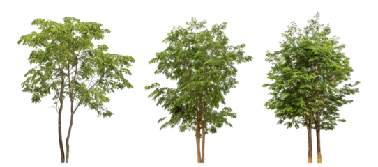 Collection high qaulity green tree has been cut from the original background and replaced with a transparent background for easy selection.