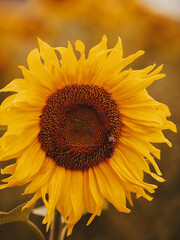 Obraz premium Field of sunflowers and flowers. 