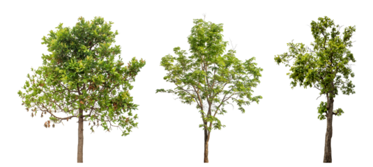 Collection high qaulity green tree has been cut from the original background and replaced with a transparent background for easy selection.