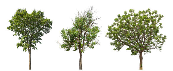 Collection high qaulity green tree has been cut from the original background and replaced with a transparent background for easy selection.