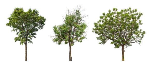 Collection high qaulity green tree has been cut from the original background and replaced with a transparent background for easy selection.