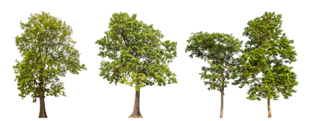 Collection high qaulity green tree has been cut from the original background and replaced with a transparent background for easy selection.