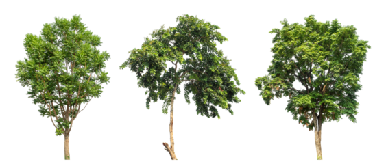 Collection high qaulity tree has been cut from the original background and replaced with a transparent background for easy selection.