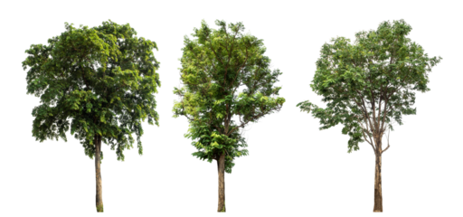 Collection high qaulity green tree has been cut from the original background and replaced with a transparent background for easy selection.