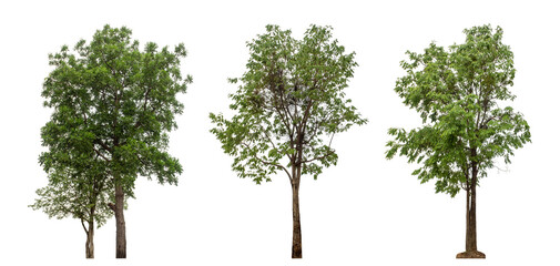 Collection high qaulity green tree has been cut from the original background and replaced with a transparent background for easy selection.
