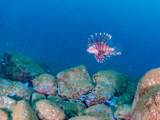 美しく大きなハナミノカサゴ（ミノカサゴ亜科）他。
英名学名：Red Lionfish (Pterois volitans)
岩場に集まる、美しいソラスズメダイ（スズメダイ科）他の群れ。
英名学名：Heavenly Damselfish (Pomacentrus coelestis)
静岡県伊豆半島賀茂郡南伊豆町中木ヒリゾ浜2024年
