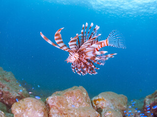 美しく大きなハナミノカサゴ（ミノカサゴ亜科）他。
英名学名：Red Lionfish (Pterois volitans)
岩場に集まる、美しいソラスズメダイ（スズメダイ科）他の群れ。
英名学名：Heavenly Damselfish (Pomacentrus coelestis)
静岡県伊豆半島賀茂郡南伊豆町中木ヒリゾ浜2024年
