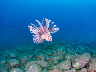 美しく大きなハナミノカサゴ（ミノカサゴ亜科）他。
英名学名：Red Lionfish (Pterois volitans)
岩場に集まる、美しいソラスズメダイ（スズメダイ科）他の群れ。
英名学名：Heavenly Damselfish (Pomacentrus coelestis)
静岡県伊豆半島賀茂郡南伊豆町中木ヒリゾ浜2024年

