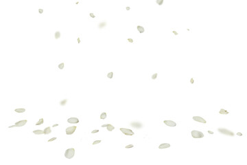 white roses that are scattering in the air