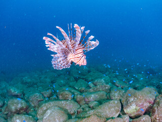 美しく大きなハナミノカサゴ（ミノカサゴ亜科）他。
英名学名：Red Lionfish (Pterois volitans)
岩場に集まる、美しいソラスズメダイ（スズメダイ科）他の群れ。
英名学名：Heavenly Damselfish (Pomacentrus coelestis)
静岡県伊豆半島賀茂郡南伊豆町中木ヒリゾ浜2024年
