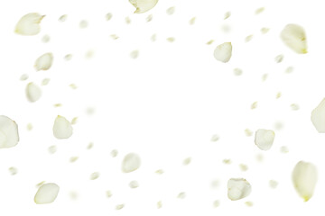 white roses that are scattering in the air