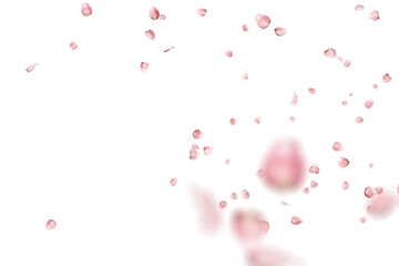 pink roses that are scattered in the air