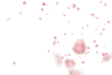 pink roses that are scattered in the air